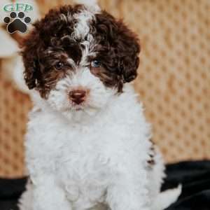 Adriana, Miniature Poodle Puppy