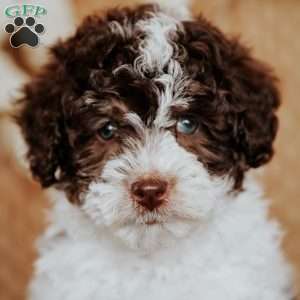 Adriana, Miniature Poodle Puppy