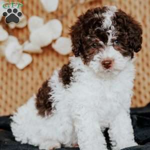 Adriana, Miniature Poodle Puppy