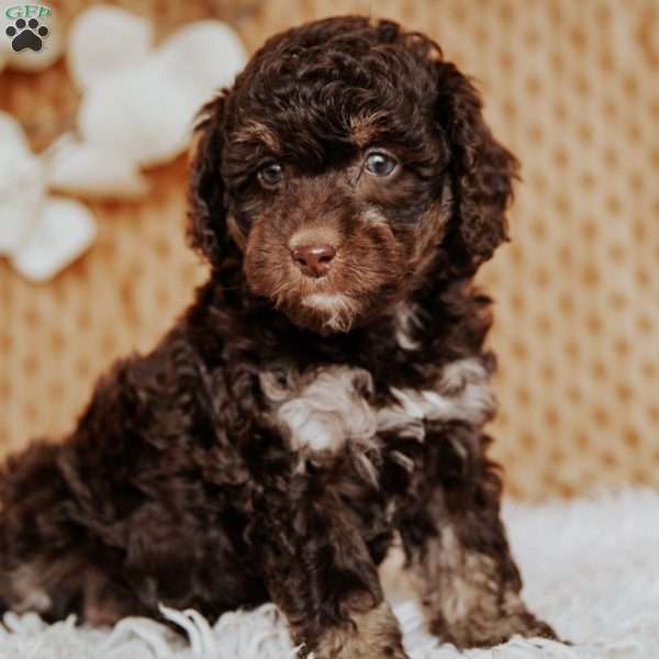 Alexa, Miniature Poodle Puppy