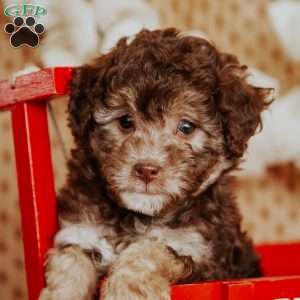 Amber, Miniature Poodle Puppy