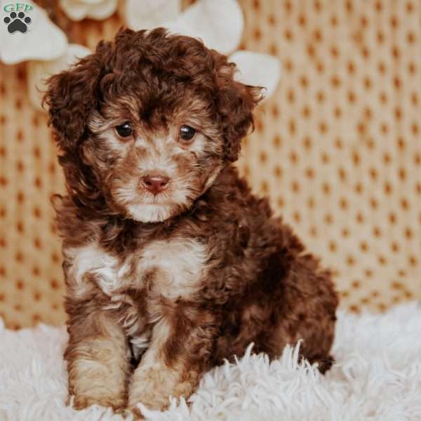 Amber, Miniature Poodle Puppy