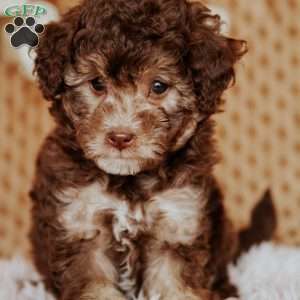 Amber, Miniature Poodle Puppy