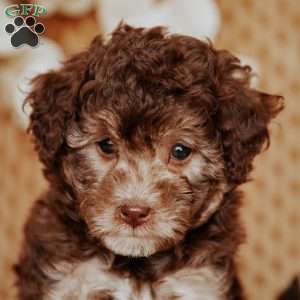 Amber, Miniature Poodle Puppy