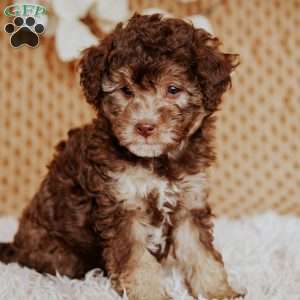 Amber, Miniature Poodle Puppy