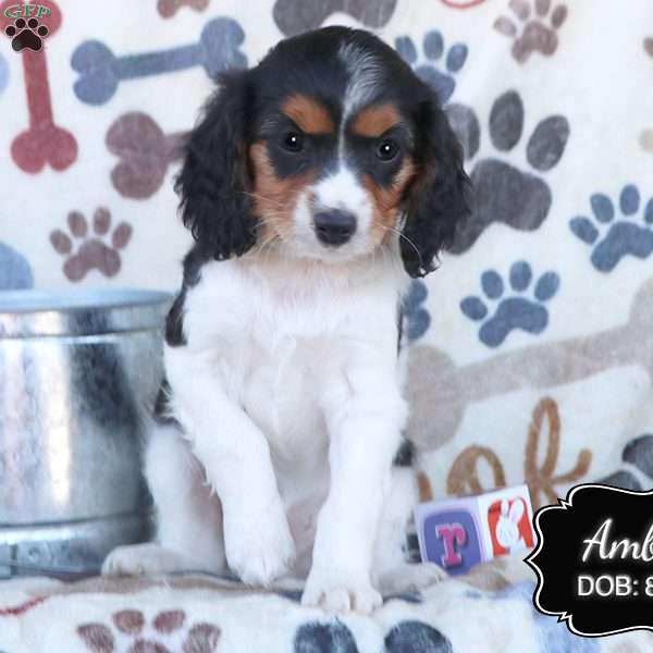 Amber, Cavapoo Puppy