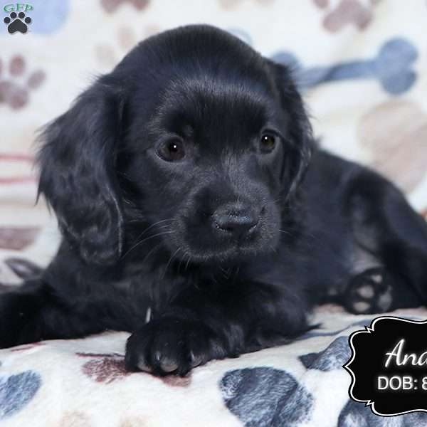 Andy, Cavapoo Puppy