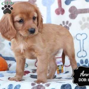 Annie, Cavapoo Puppy