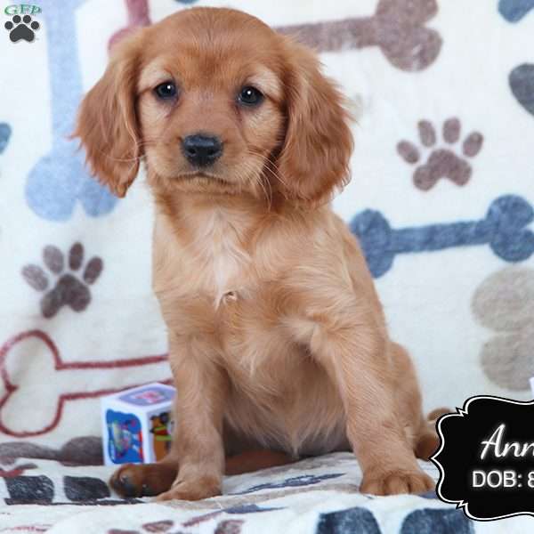 Annie, Cavapoo Puppy