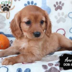 Annie, Cavapoo Puppy