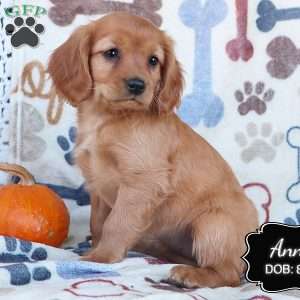 Annie, Cavapoo Puppy