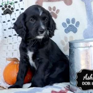 Asher, Cavapoo Puppy