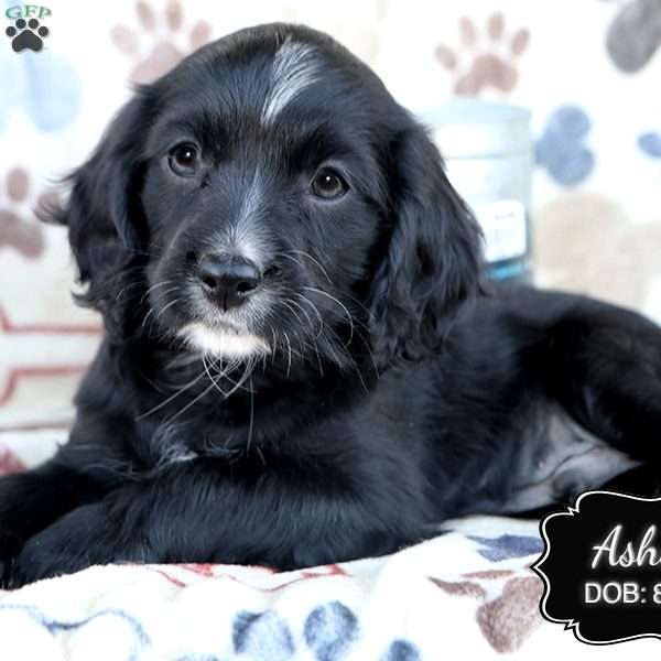 Asher, Cavapoo Puppy