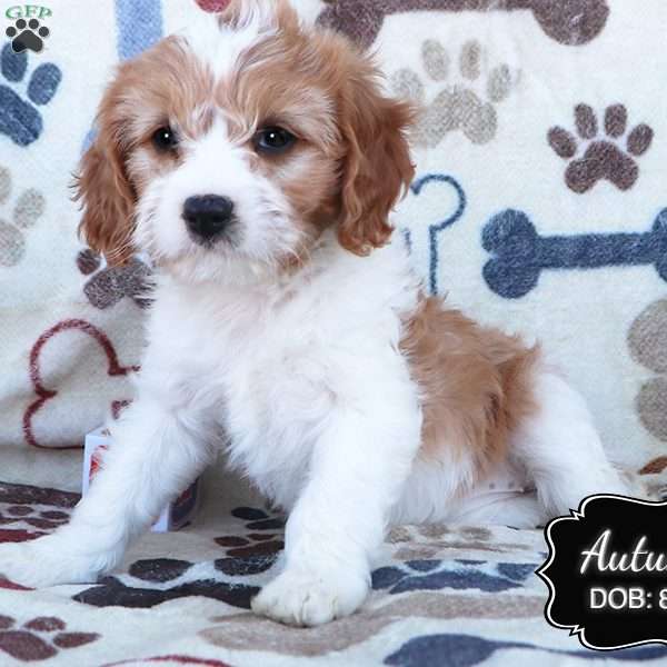 Autumn, Cavapoo Puppy