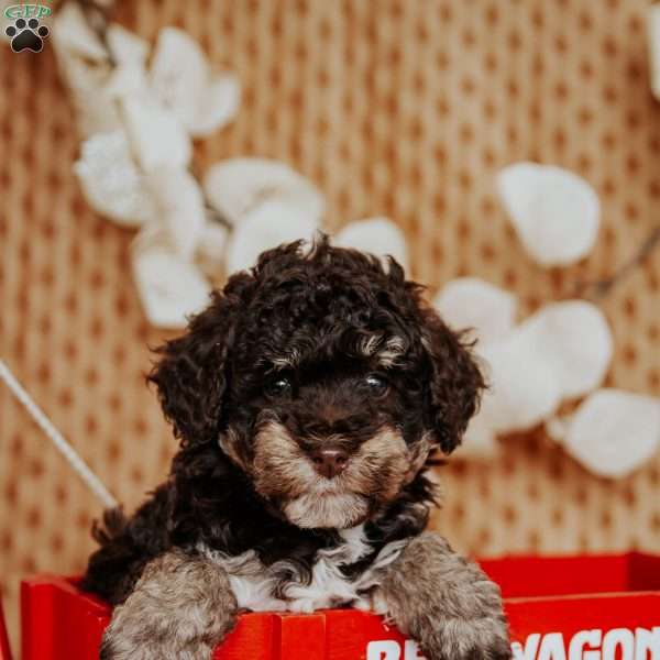 Ava, Miniature Poodle Puppy