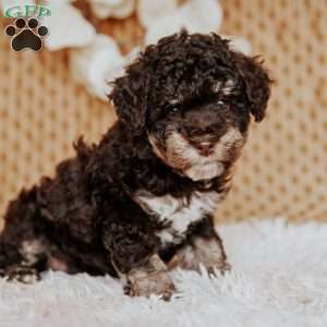 Ava, Miniature Poodle Puppy