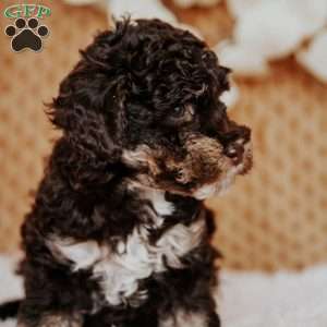 Ava, Miniature Poodle Puppy