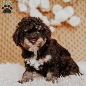 Ava, Miniature Poodle Puppy