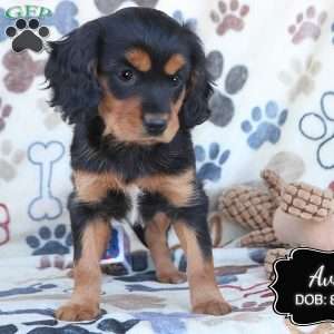 Ava, Cavapoo Puppy