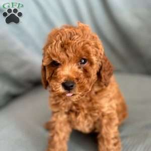 Maxwell, Toy Poodle Puppy