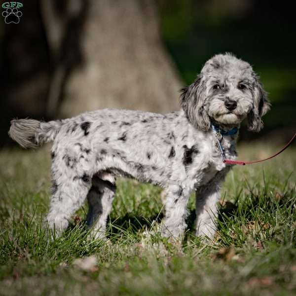 Bailey, Cavapoo Puppy