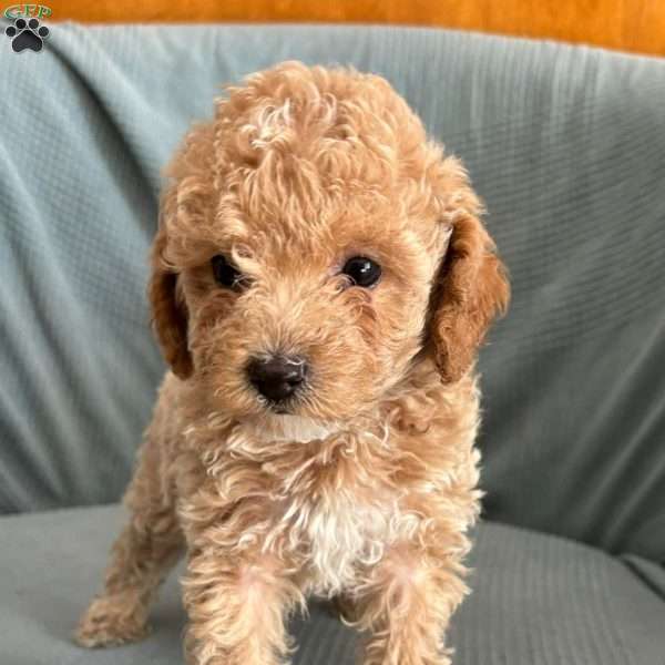 Camilla, Toy Poodle Puppy