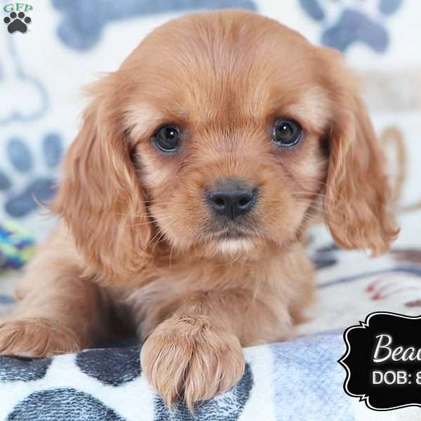 Beauty, Cavalier King Charles Spaniel Puppy