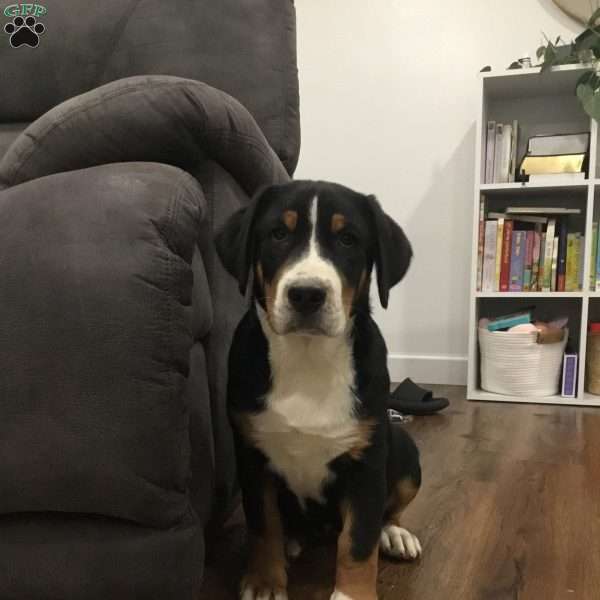 Bell, Greater Swiss Mountain Dog Puppy