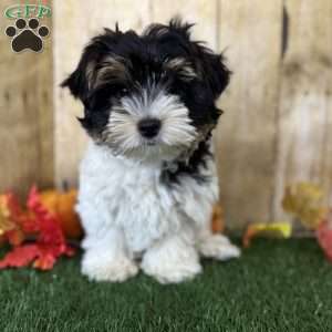 Caleb, Biewer Terrier Puppy