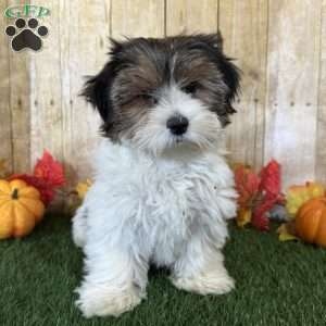 Carson, Biewer Terrier Puppy