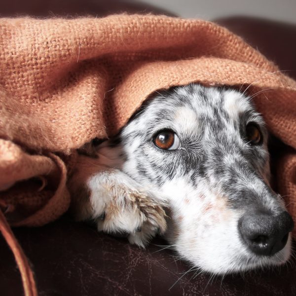 border collie aussie shepherd looking tired and hiding under a blanket