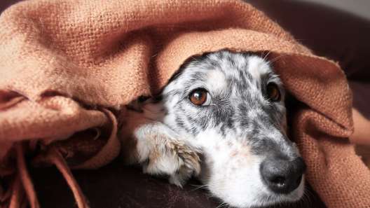 Everything You Need to Know About Vaginitis in Dogs