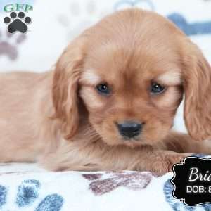 Brian, Cavalier King Charles Spaniel Puppy