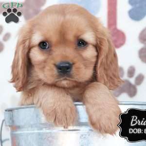 Brian, Cavalier King Charles Spaniel Puppy