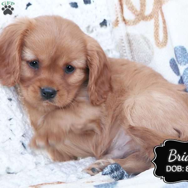 Brian, Cavalier King Charles Spaniel Puppy