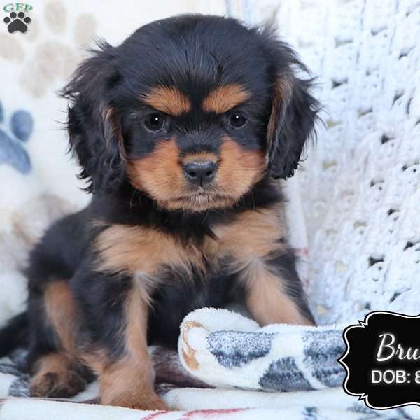 Bruce, Cavalier King Charles Spaniel Puppy