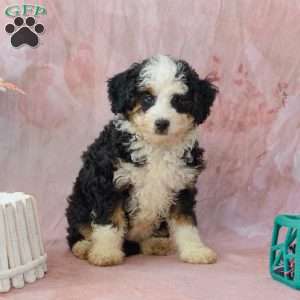 Candy, Mini Bernedoodle Puppy