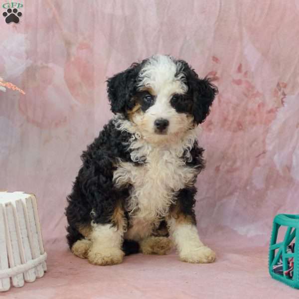 Candy, Mini Bernedoodle Puppy