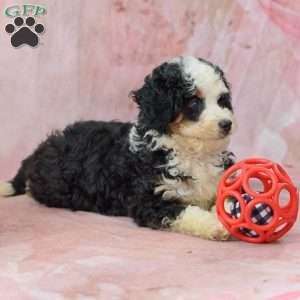 Candy, Mini Bernedoodle Puppy