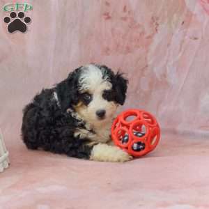 Candy, Mini Bernedoodle Puppy