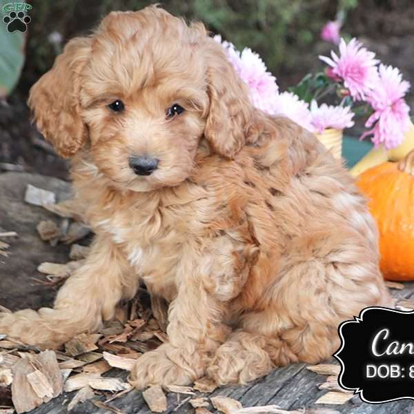 Candy, Cockapoo Puppy