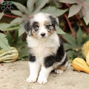 Carlos, Miniature Australian Shepherd Puppy