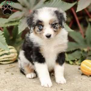 Carlos, Miniature Australian Shepherd Puppy