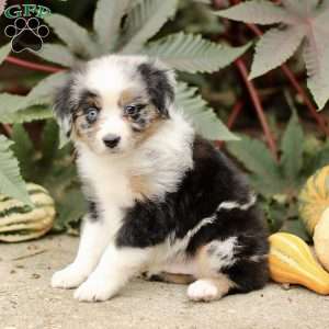 Carlos, Miniature Australian Shepherd Puppy