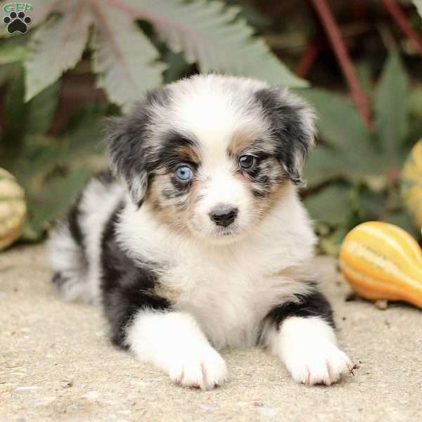 Carlos, Miniature Australian Shepherd Puppy