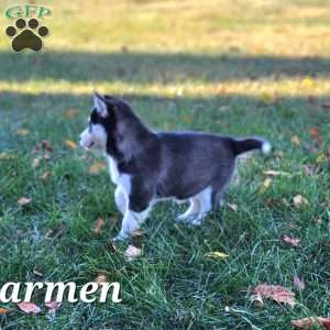 Carmen, Siberian Husky Puppy