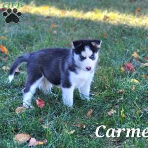 Carmen, Siberian Husky Puppy