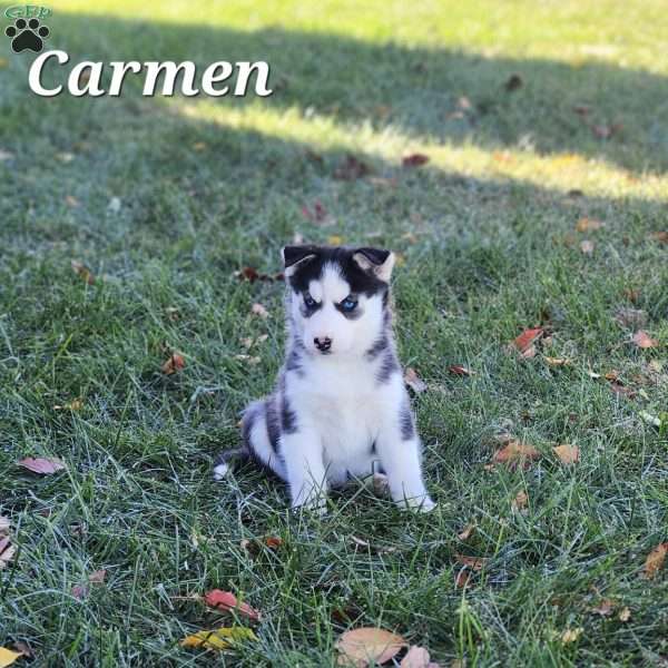 Carmen, Siberian Husky Puppy