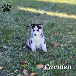 Carmen, Siberian Husky Puppy