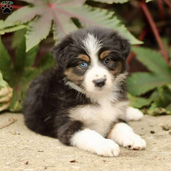 Casey, Miniature Australian Shepherd Puppy